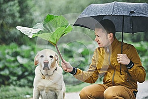 Rainy day with dog in nature