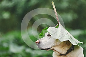 Rainy day with dog in nature