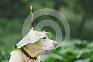 Rainy day with dog in nature photo