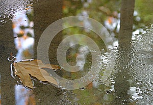 Rainy Day Leaf In Puddle