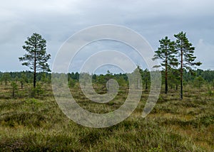 Rainy day, rainy background, traditional bog landscape, bog grass and moss, small bog pines during rain, bog in autumn