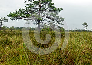 Rainy day, rainy background, traditional bog landscape, bog grass and moss, small bog pines during rain, bog in autumn