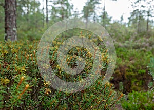 Rainy day, rainy background, traditional bog landscape, bog grass and moss, small bog pines during rain, bog in autumn