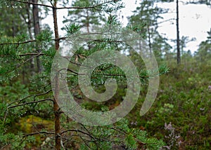 Rainy day, rainy background, traditional bog landscape, bog grass and moss, small bog pines during rain, bog in autumn