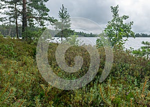 Rainy day, rainy background, traditional bog landscape, bog grass and moss, small bog pines during rain, bog in autumn