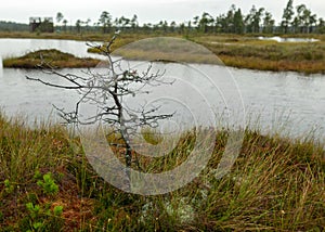 Rainy day, rainy background, traditional bog landscape, bog lake in the rain, swamp grass and moss, small bog pines during rain,