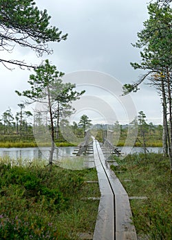 Rainy day, rainy background, traditional bog landscape, wet wooden footbridge, swamp grass and moss, small bog pines during rain,