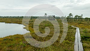 Rainy day, rainy background, traditional bog landscape, wet wooden footbridge, swamp grass and moss, small bog pines during rain,