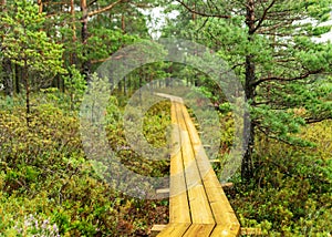 Rainy day, rainy background, traditional bog landscape, wet wooden footbridge, swamp grass and moss, small bog pines during rain,