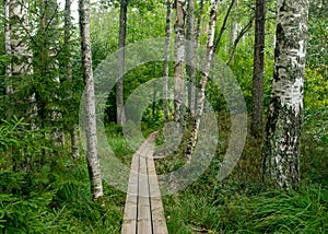 Rainy day, rainy background, traditional bog landscape, wet wooden footbridge, swamp grass and moss, small bog pines during rain,