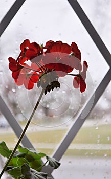 Rainy day. Silhouette of flower in the window.