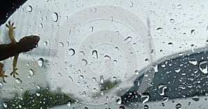 On a rainy day, there is a lizard on the door of the car.