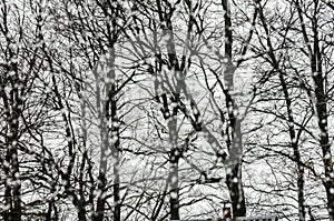 Rainy day: trees outside the window