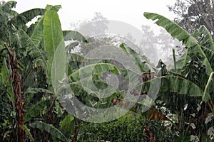 Rain in Papua New Guinea