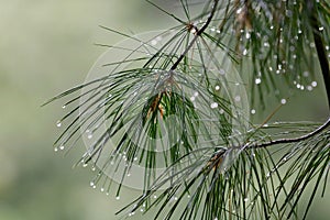 Borovica v dážď 
