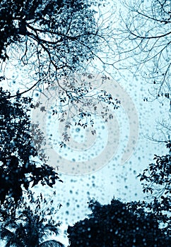 Rainy day window & trees photo