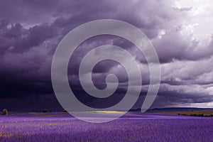 Rainy dramatic clouds over beautiful purple field