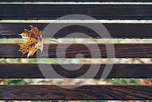 Rainy drops and yellow maple leaf are on wooden bench