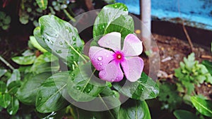 Rainy flower garden backyard rain pink green leaf leaves monsoon water mud nature