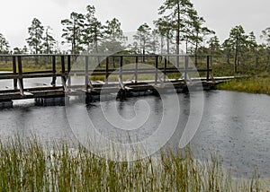 Rainy and gloomy day in the swamp, wooden bridge over the swamp ditch, blurred swamp grass and moss in the foreground, foggy and