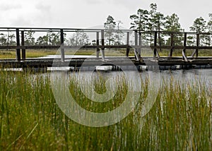 Rainy and gloomy day in the swamp, wooden bridge over the swamp ditch, blurred swamp grass and moss in the foreground, foggy and