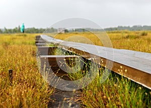 Rainy and gloomy day in the swamp, wooden bridge over the swamp ditch, blurred swamp grass and moss in the foreground, foggy and