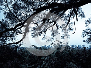 rainy gray landscape with prominent tree branch and wild vegetation