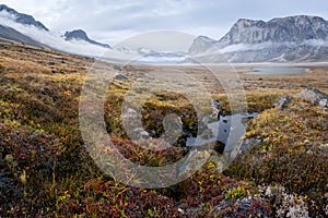 Rainy, hazy day in remote arctic valley of Akshayuk Pass, Baffin Island, Canada. Moss and grass in autumn colors