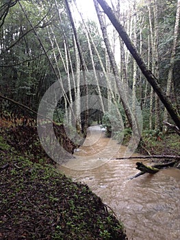 Rainy Hike by Muddy Flowing Stream Near San Francisco