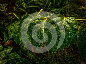 Rainy leaf, peaceful, pace of mind, nature, rain , climate, amazing nature, s9 plus