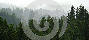 Rainy Lush Green Pine Tree Forest Forrest in Wilderness Mountains