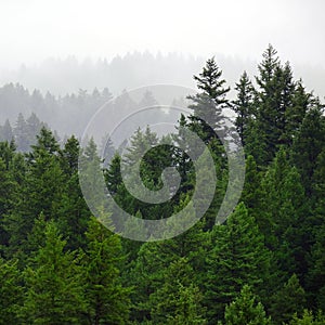 Rainy Lush Green Pine Tree Forest Forrest in Wilderness Mountains