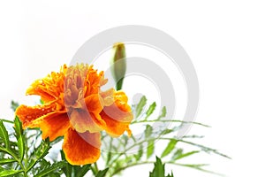 Rainy orange marigold blooming in soft mood #2