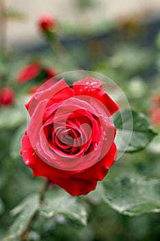 Rainy red rose