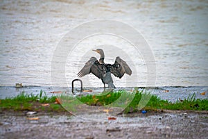 Rainy Reverie: Phalacrocorax by the River