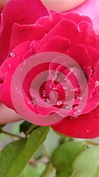 Rainy Rose Ã°Å¸ÅÂ¹