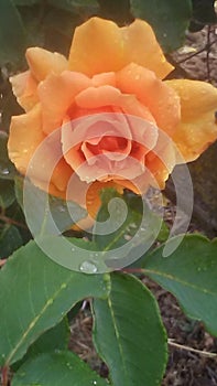 Rainy rose