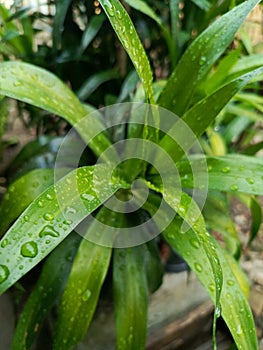 rainy season leaves