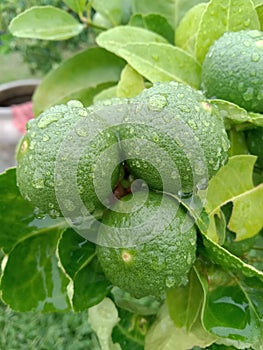 rainy season lemon nature and greeney