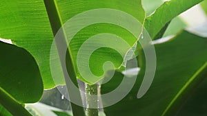 Rainy season, rain drops falling on banana leaf