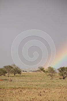 Rainy season in the savannah of Kenya. Landscape in Africa, sun, rain, rainbow. Safari photography
