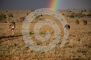 Rainy season in the savannah of Kenya. Landscape in Africa, sun, rain, rainbow. Safari photography