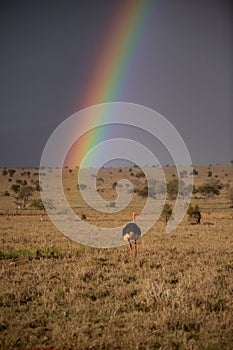 Rainy season in the savannah of Kenya. Landscape in Africa, sun, rain, rainbow. Safari photography