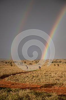 Rainy season in the savannah of Kenya. Landscape in Africa, sun, rain, rainbow. Safari photography