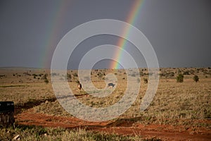 Rainy season in the savannah of Kenya. Landscape in Africa, sun, rain, rainbow. Safari photography