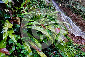 rainy season, water drop on green palm leaf, big foliage in rain forest, nature background