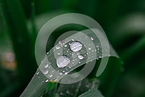 rainy season, water drops on leaf, purity nature background, macro shot