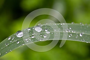 rainy season, water drops on leaf, purity nature background, macro shot