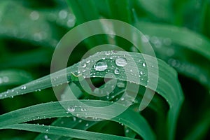 rainy season, water drops on leaf, purity nature background, macro shot