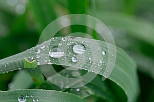 rainy season, water drops on leaf, purity nature background, macro shot